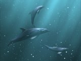 loading Dolphins